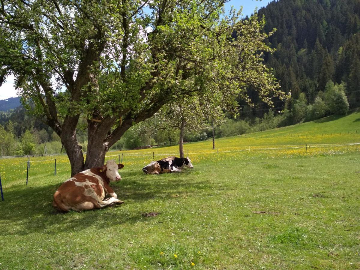 Blonbauer Βίλα Schladming Εξωτερικό φωτογραφία
